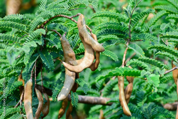 Fototapeta Sweet tamarind and leaf on the tree, Raw tamarind fruit hang on the tamarind tree in the garden with natural background