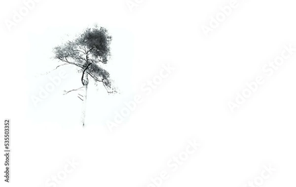 Fototapeta Card, stationery, letter decoration - white background and on it a tree painting form delicate black and white