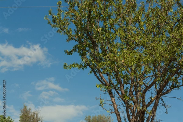 Obraz albero di mandorlo