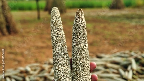 Fototapeta Two buds of pearl millet or bajra in a hand. Millet or Pennisetum glaucum field in countryside India.