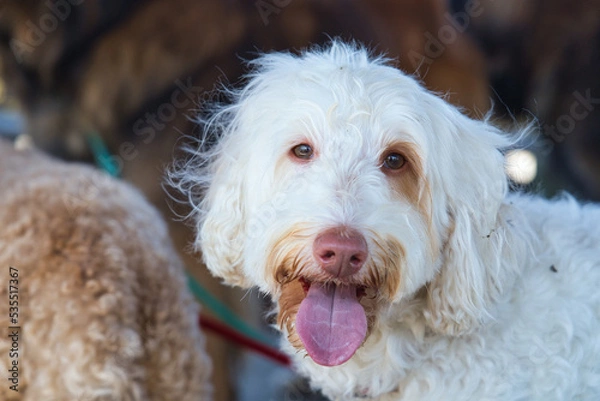 Obraz 可愛い顔のゴールデンドゥードル