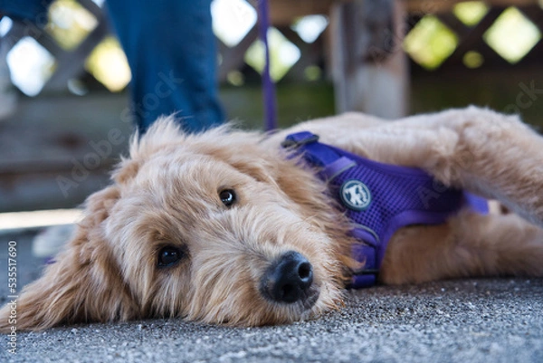 Obraz 公園で横になるゴールデンドゥードル