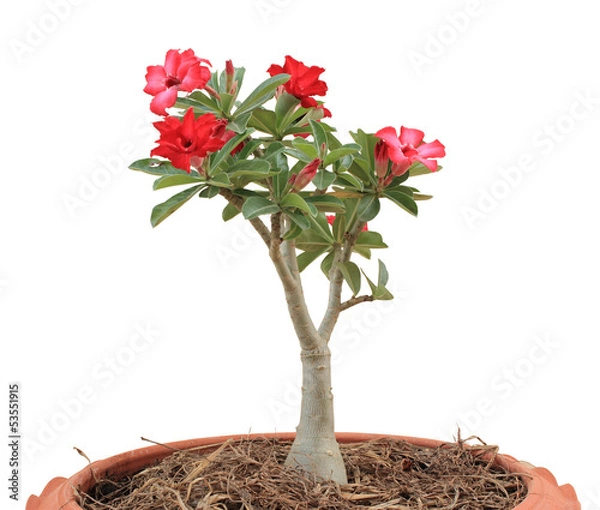 Obraz Flower Pink Adenium