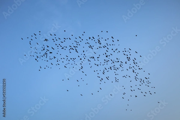 Obraz ptaki na niebie