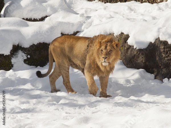 Obraz Zoo-lion in the snow