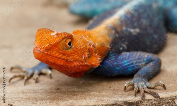 Obraz agama lizard