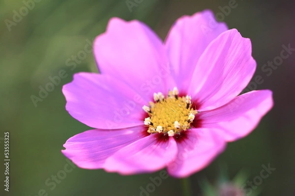 Fototapeta コスモス