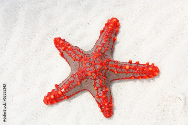 Obraz red starfish