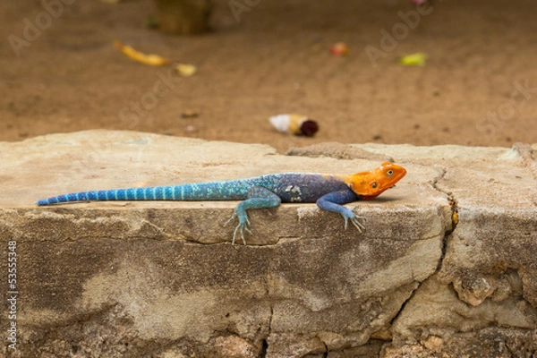 Obraz agama lizard