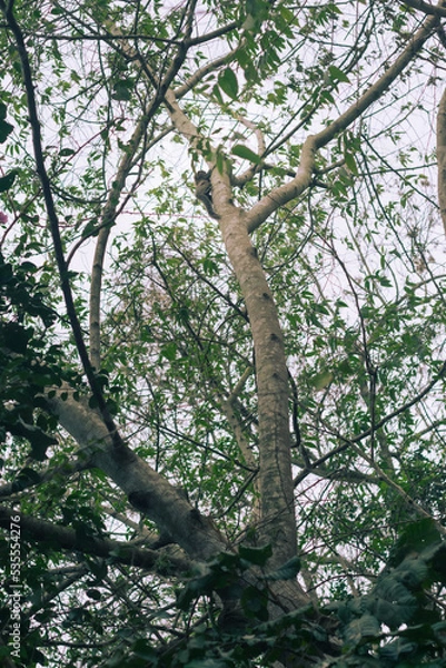 Obraz trees in the forest