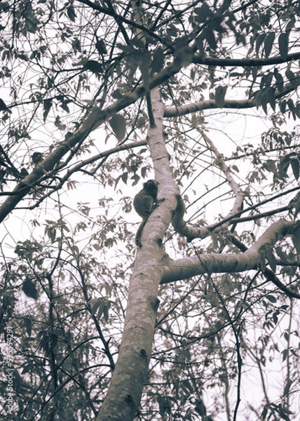 Obraz tree in the forest