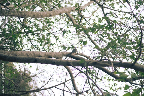 Obraz squirrel on a tree