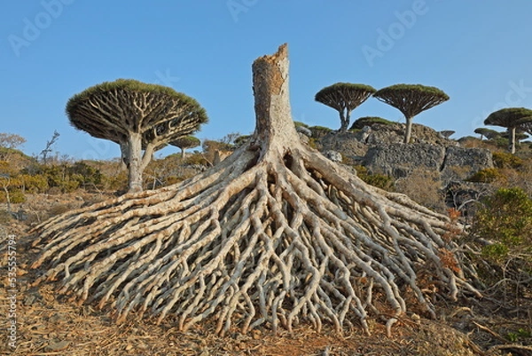Fototapeta Damaged dragon tree - Dracaena cinnabari - endemic tree from Soсotra, Yemen - damaged by cyclone