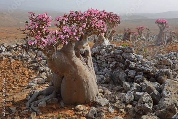 Fototapeta Bottle tree in bloom - adenium obesum - endemic tree of Socotra Island