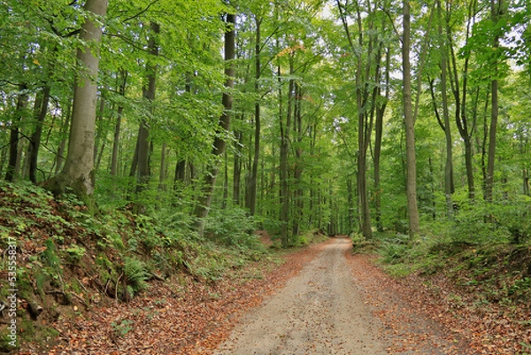 Obraz Herbstbeginn im Laubwald mit Waldweg 