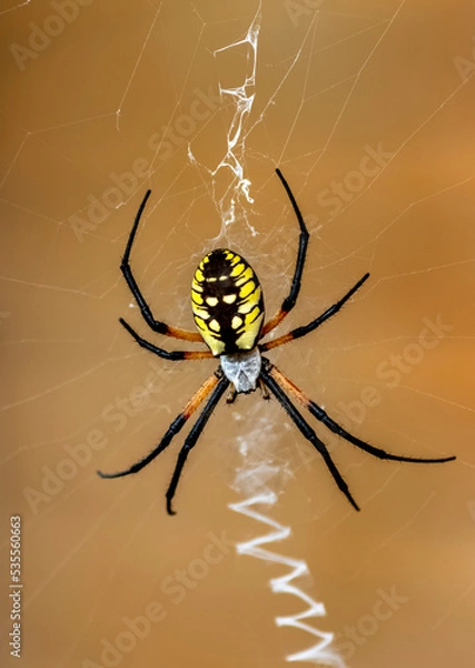 Obraz Yellow Garden Spider Waiting on Web