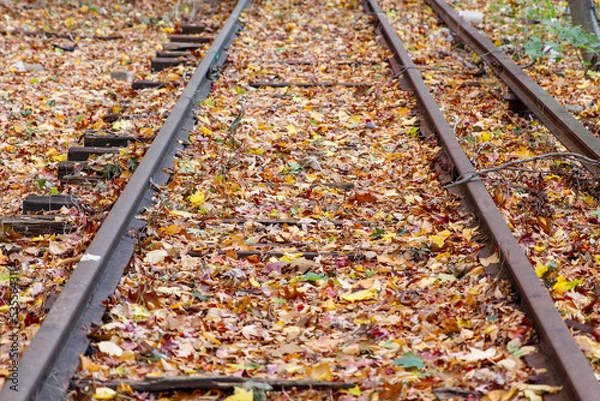 Fototapeta railroad tracks in the forest