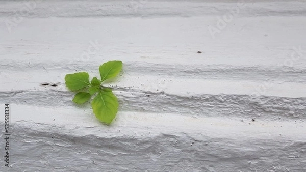 Fototapeta A small tree grew out of a small crack in the white wall.
