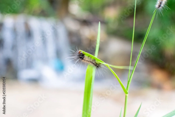 Fototapeta Macro Shot Of worm On A grass