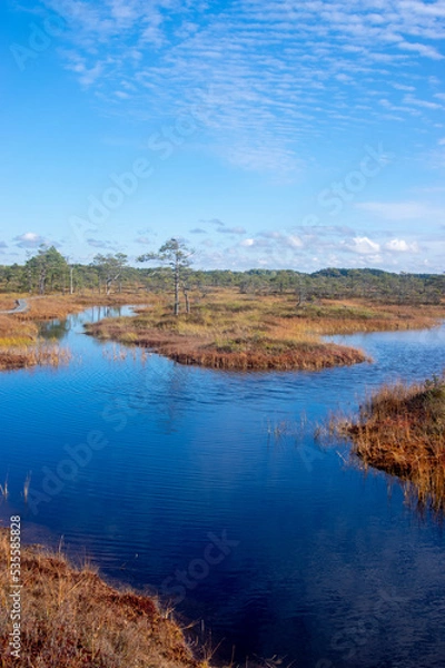 Obraz View to pool in bog