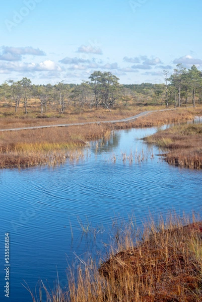 Obraz Wooden track in bog
