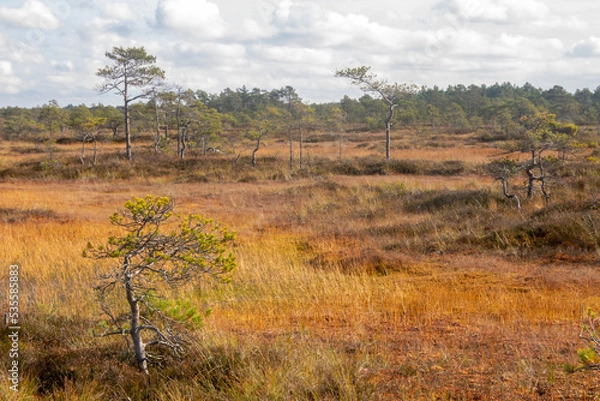 Obraz Marsh pines