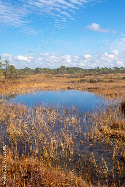 Obraz Pool in bog