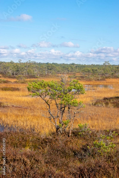 Obraz Bog pine