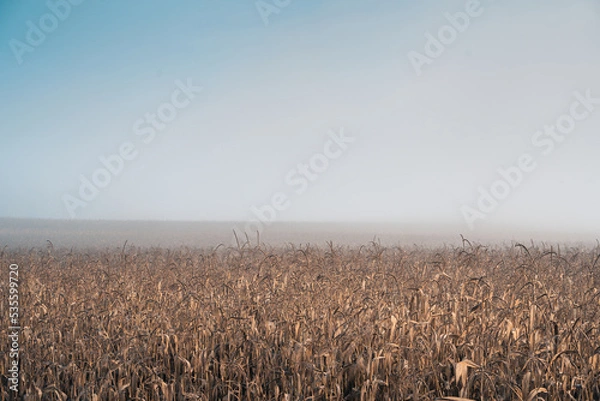 Fototapeta autumn view of the field with corn