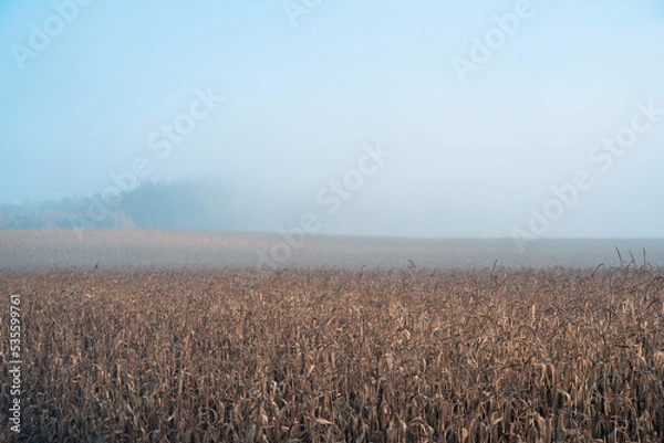 Fototapeta autumn view of the field with corn
