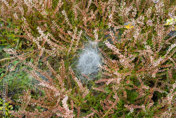 Fototapeta somewhere in a meadow in Belarus