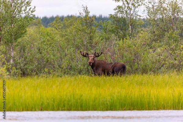 Obraz An adult moose stands in the forest and looks at the photographer