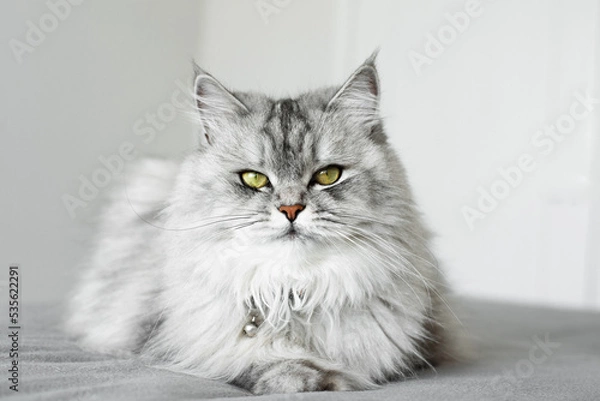 Obraz A beautiful gray cat with yellow eyes lies on a gray blanket with a proud expression. Breed Nevsky Masquerade. Siberian graceful cat.