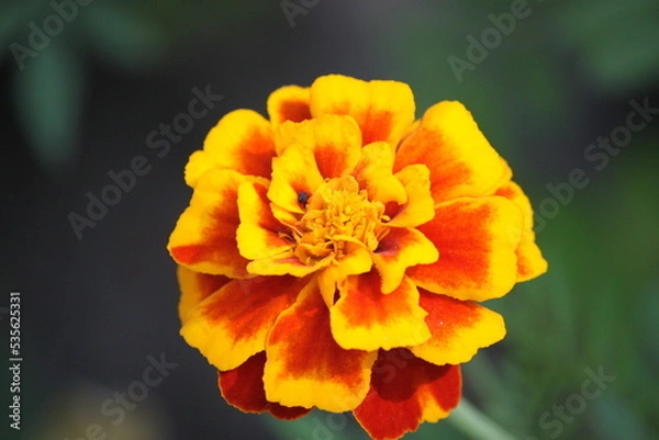 Obraz Marigold flower close-up.