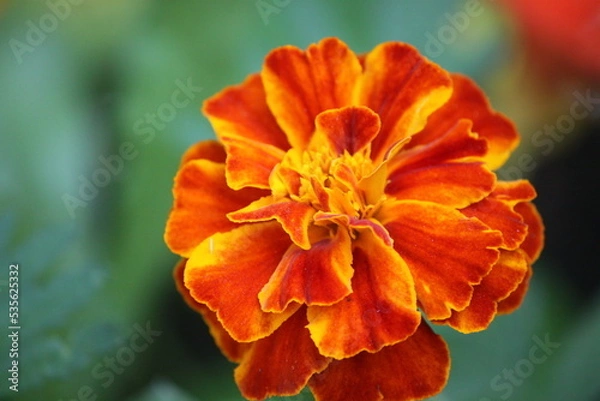 Obraz Marigold flower close-up.