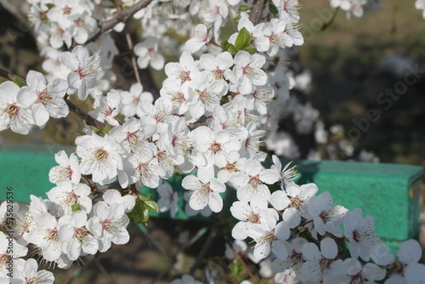 Obraz Cherry branch with white flowers close-up.