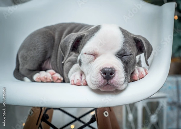 Obraz  Cute bicolor puppy sleeps on a white chair.