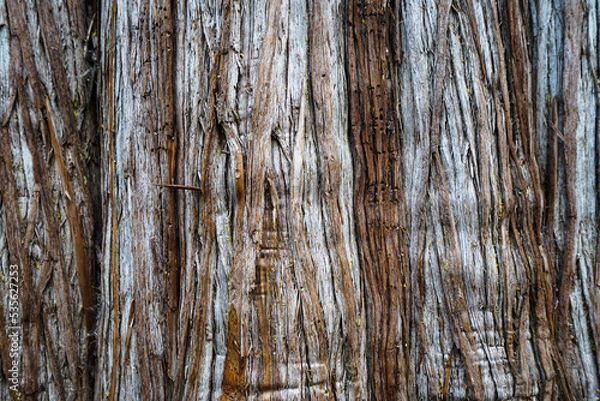 Obraz old wood texture background