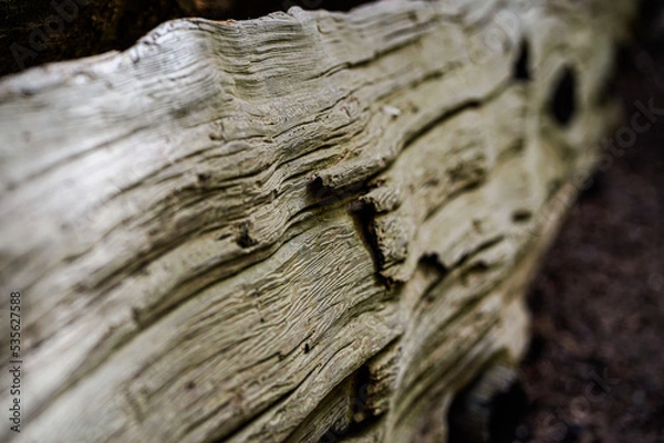 Obraz old wood texture