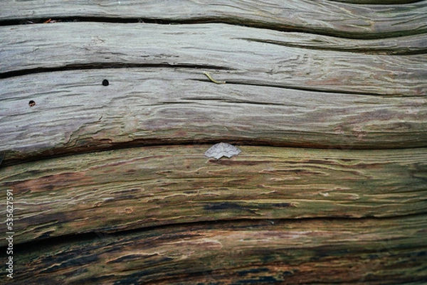 Obraz old wood texture