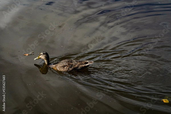 Obraz Duck swimming 