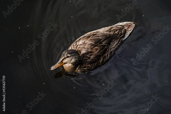 Obraz Duck looking towards camera