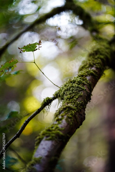 Obraz Moss on a tree branch