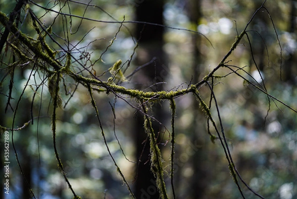 Fototapeta Branches of a tree with moss