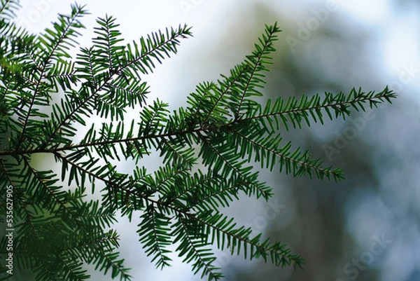 Fototapeta Branches of a pine tree