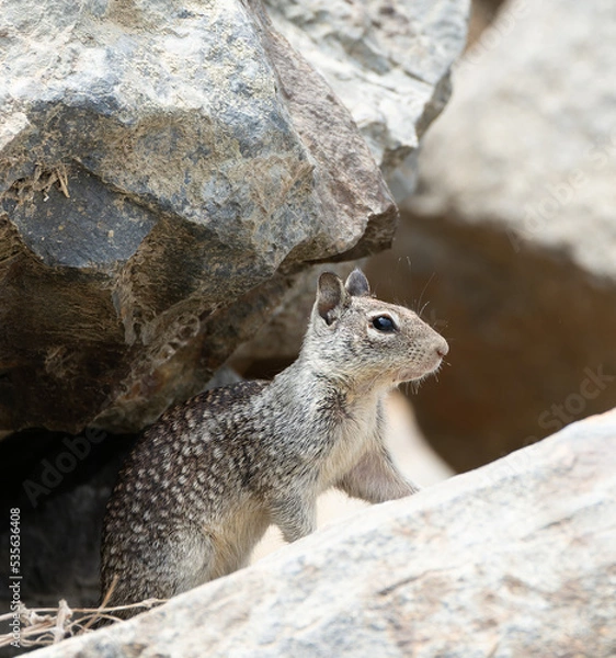 Fototapeta Squirrel standing on rocks