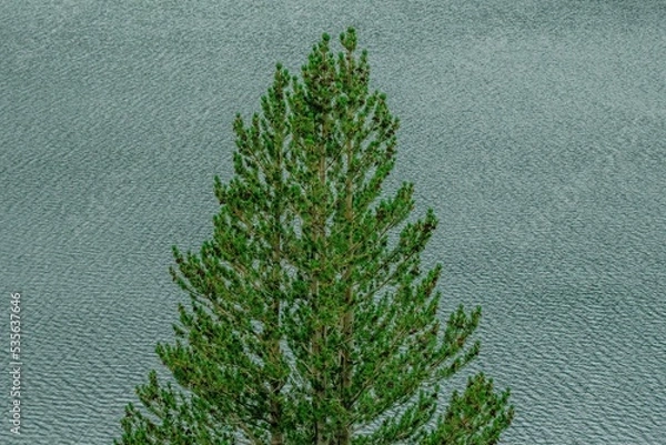 Fototapeta Tree with a lake background