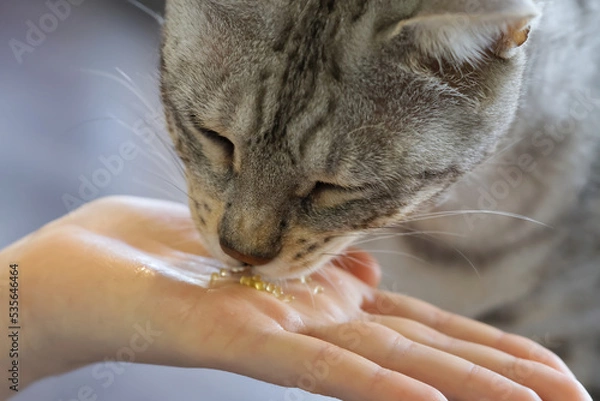 Obraz cat eat caviar from hand. close up