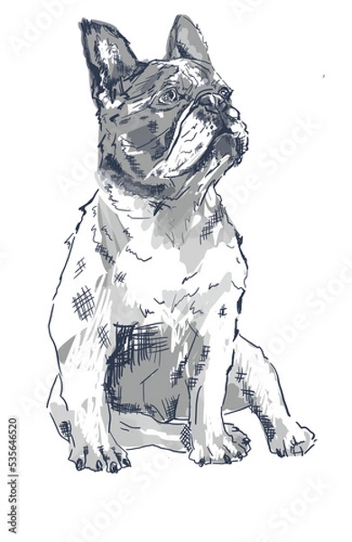 Obraz French Bulldog