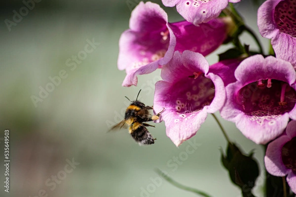 Obraz Never enough time